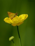 Skipper 140609